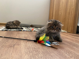 Müüa kassipojad scottish fold/straight (3 foto / 3)