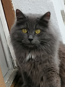 Otsime peigmees kassi paaritamiseks Nibelungi tüdrukuga (2 foto / 2)