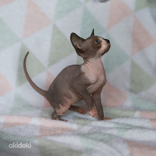 Канадский сфинкс