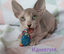 Канадский сфинкс