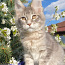 Монопородный питомник кошек породы Мейн-Кун (фото #4)