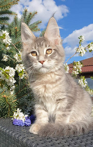 Ühetõuline Maine Coon kassikasvatus (4 foto / 9)
