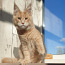 Монопородный питомник кошек породы Мейн-Кун (фото #5)