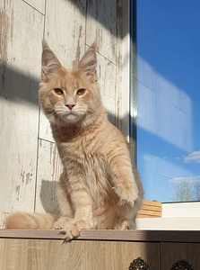 Ühetõuline Maine Coon kassikasvatus (5 foto / 9)