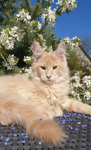 Ühetõuline Maine Coon kassikasvatus (7 foto / 9)