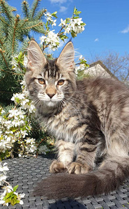 Ühetõuline Maine Coon kassikasvatus (9 foto / 9)