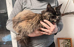 Noor emane Maine Coon kass (1 foto / 6)