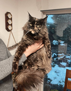 Noor emane Maine Coon kass (2 foto / 6)
