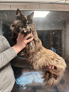Noor emane Maine Coon kass (5 foto / 6)