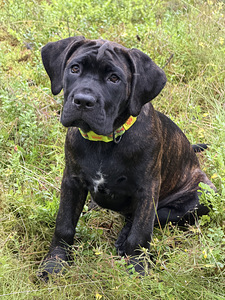 Cane Corso emased kutsikad (1 foto / 7)