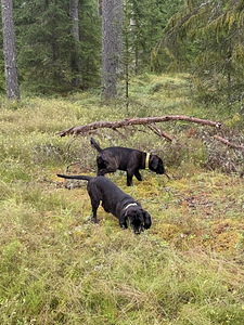 Cane Corso emased kutsikad (4 foto / 7)