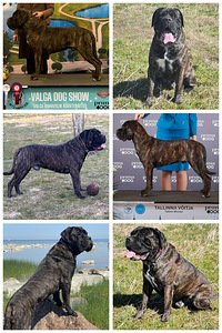 Cane Corso emased kutsikad (7 foto / 7)