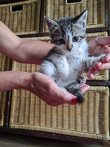 Отдам 4х котят (4 фото из 8)