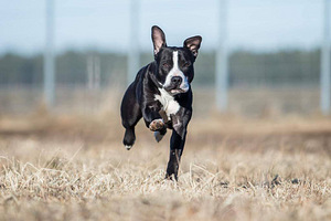 Американский питбультерьер, кобель / Pitbulli, isane (6 фото из 7)