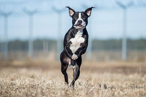 Американский питбультерьер, кобель / Pitbulli, isane (7 фото из 7)