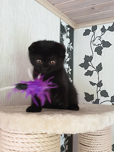 Scottish Fold must emane kassipoeg (3 foto / 4)