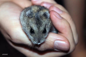 Hamster (3 foto / 5)