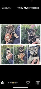 Husky+koera kutsikad (1 foto / 1)