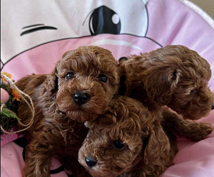 Мальтипу Maltipoo (1 фото из 2)