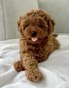 Maltipoo, Maltipoo