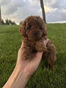 Той пудель toy poodle