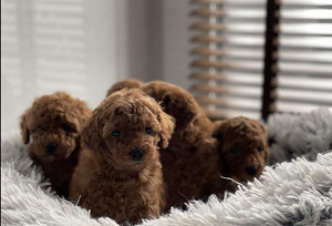 Toy puudel toy poodle (4 foto / 5)