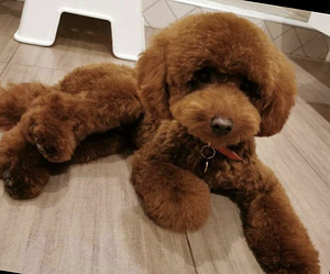 Toy puudel toy poodle (5 foto / 5)