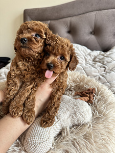 Toy puudel, toy poodle (3 foto / 8)