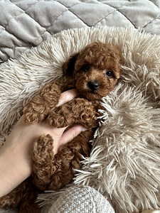 Toy puudel, toy poodle (2 foto / 8)