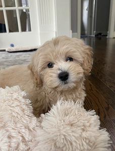 Мальтипу maltipoo (3 фото из 5)