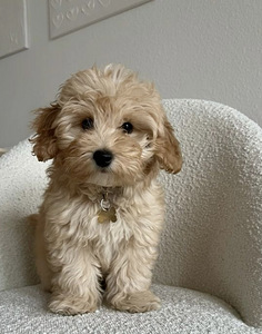 Мальтипу maltipoo (5 фото из 5)