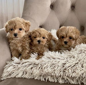Maltipoo (1 foto / 5)