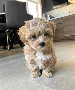 Maltipoo (3 foto / 5)