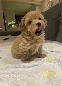 Maltipoo (5 foto / 5)