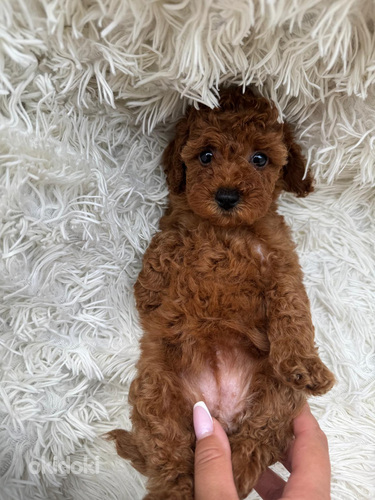 Toy poodle
