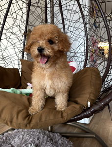 Мальтипу maltipoo (1 фото из 5)