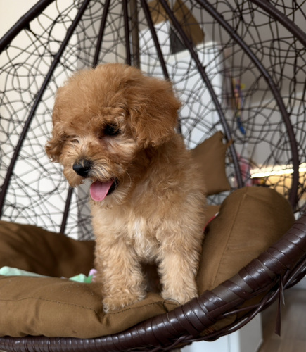Мальтипу maltipoo