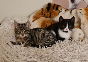 Котенок, котята (1 фото из 10)