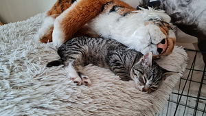 Котенок, котята (6 фото из 10)