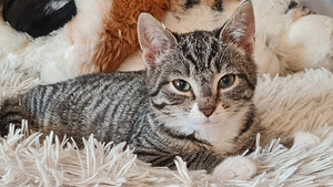 Котенок, котята (8 фото из 10)