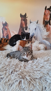 Котенок, котята (9 фото из 10)