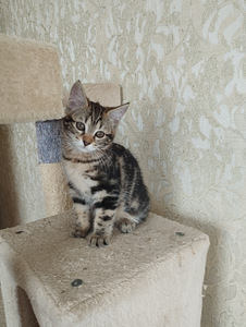 Котята Курильский бобтейл (3 фото из 3)