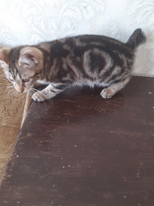 Kuriili bobteil (2 foto / 3)