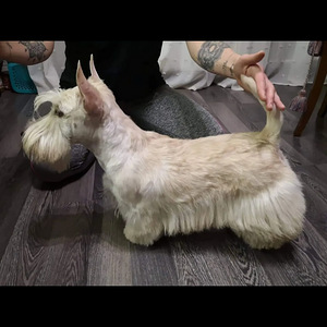 Scottish terrier. Скотчтерьер (4 фото из 5)