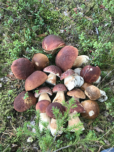 Marineeritud, soolatud, kuivatatud seened (8 foto / 9)