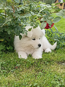 Samojeedi kutsikas on juba ära lubatud
