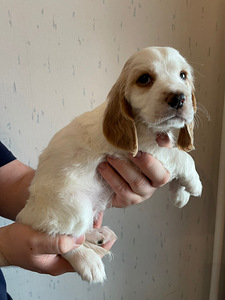 Pentu - venäjän spanielit (4 valokuva sivusta 4)