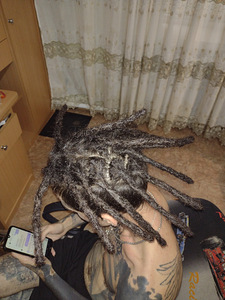 Дреды, дредлоки, натуральные дреды/dreads, d toreadlocks (3 фото из 5)