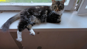 Kitty otsib omale uut ja armastavat peret (1 foto / 1)