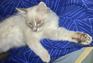 Siberi Neva Masquerad kassipoeg (7 foto / 7)